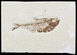 Bargain, Diplomystus Fossil Fish - Wyoming #56235-1